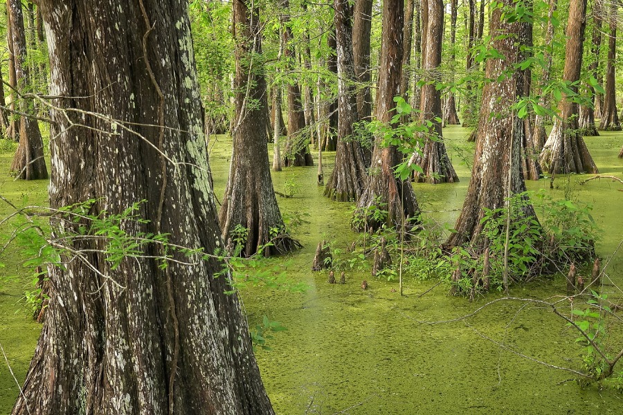 Bald Cypress Trees in Louisiana Swamp