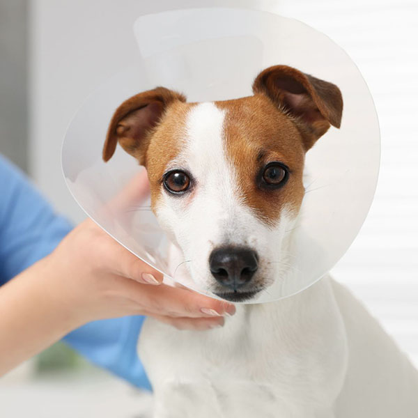 a person adjusting a cone collar on a dog a person adjusting a cone collar on a dog